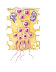 Diagram of spermatogenesis stages