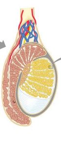 Regions of the epididymis