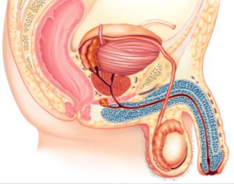 Accessory glands of the male reproductive system
