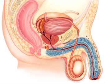 Segments of the male urethra