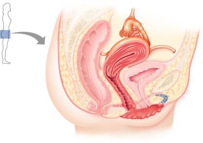 Sagittal section of female reproductive organs