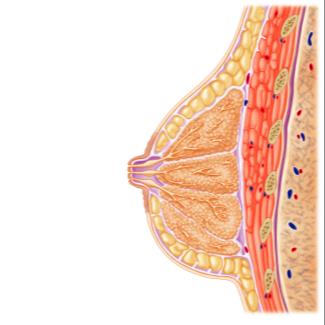 Structure of the mammary gland