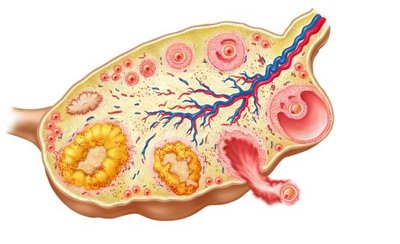 Stages of the ovarian cycle