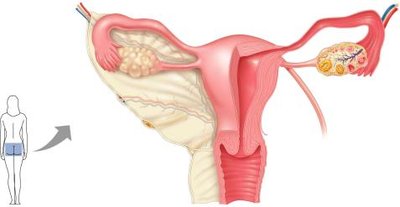 Layers of the uterine wall