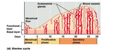 Phases of the menstrual cycle