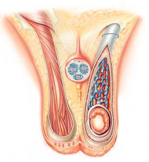Cross-section of scrotum showing temperature regulation structures