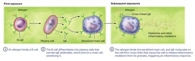 Diagram of allergic reaction mechanism: first exposure and subsequent exposure