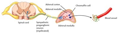 Adrenal medulla pathway and chromaffin cells releasing hormones