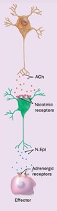 Sympathetic neurotransmitter pathway