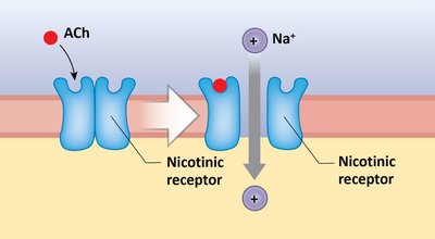 Nicotinic receptor mechanism