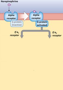 Alpha adrenergic receptor mechanism