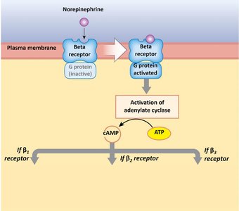Beta adrenergic receptor mechanism
