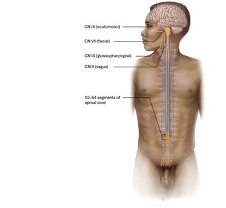 Parasympathetic division origin in the brainstem and sacral spinal cord