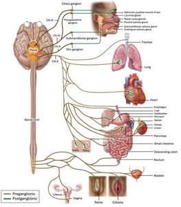 Parasympathetic ganglia and their targets