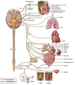 Pelvic nerves and intramural ganglia innervating pelvic organs
