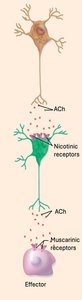 Parasympathetic neurotransmitter pathway