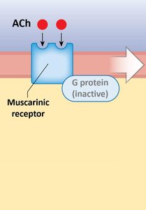 Muscarinic receptor mechanism