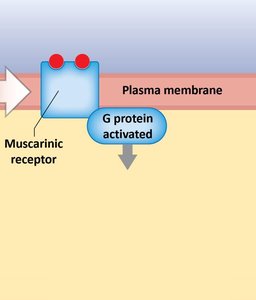 Activation/inactivation of enzymes by muscarinic receptors