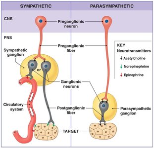 Diagram of dual innervation and autonomic tone