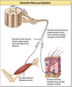 Diagram of the somatic nervous system showing sensory and motor pathways