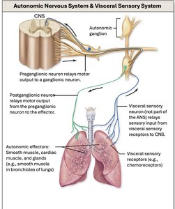 Diagram of the autonomic nervous system showing preganglionic and postganglionic neurons
