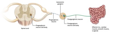 Diagram showing preganglionic and postganglionic neurons in the ANS
