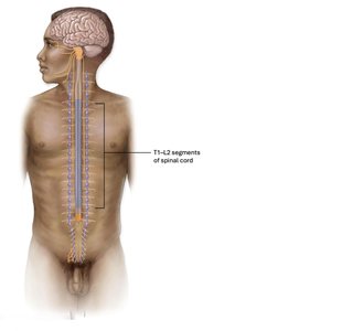 Sympathetic division origin in the spinal cord