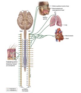 Sympathetic chain ganglia and their targets