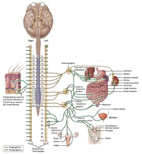 Collateral ganglia and their targets in the abdominopelvic cavity