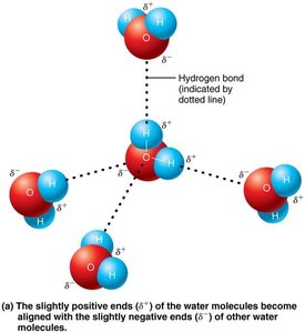 Hydrogen bonding between water molecules