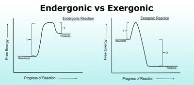 Endergonic vs exergonic reactions
