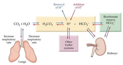 Buffer systems in the body