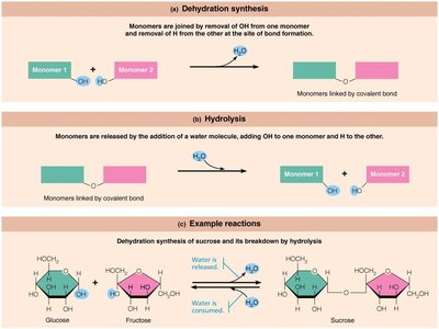 Dehydration synthesis and hydrolysis