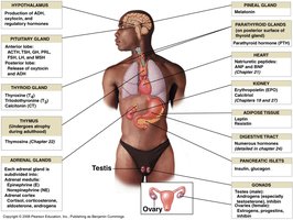 Major endocrine glands and their hormones