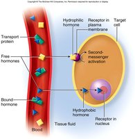 Hormone transport and receptor binding