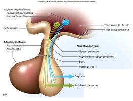 Pituitary gland structure
