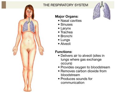 Respiratory system