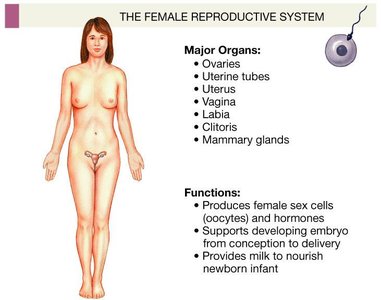 Female reproductive system