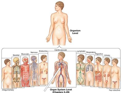 Diagram showing organism and organ system levels