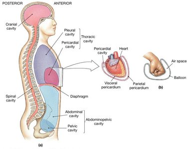 Body cavities and membranes