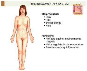 Integumentary system