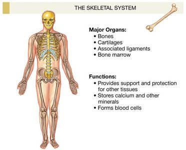 Skeletal system