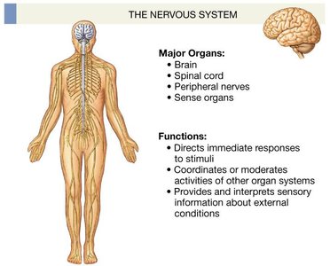 Nervous system