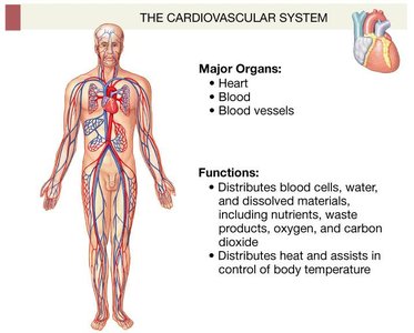 Cardiovascular system