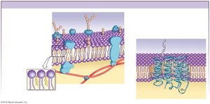 Fluid mosaic model of cell membrane