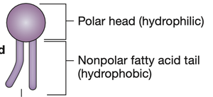Phospholipid structure