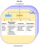 Cell structure diagram