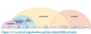 Levels of organization and related fields of study