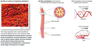 Cilia and flagella structure and function