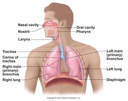 Illustration showing the anatomy of the respiratory system.